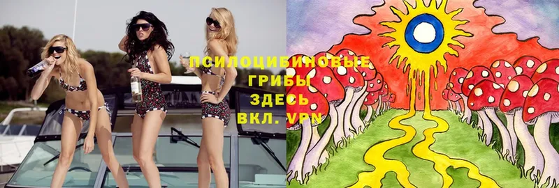 Псилоцибиновые грибы Psilocybe  Ленинск-Кузнецкий 